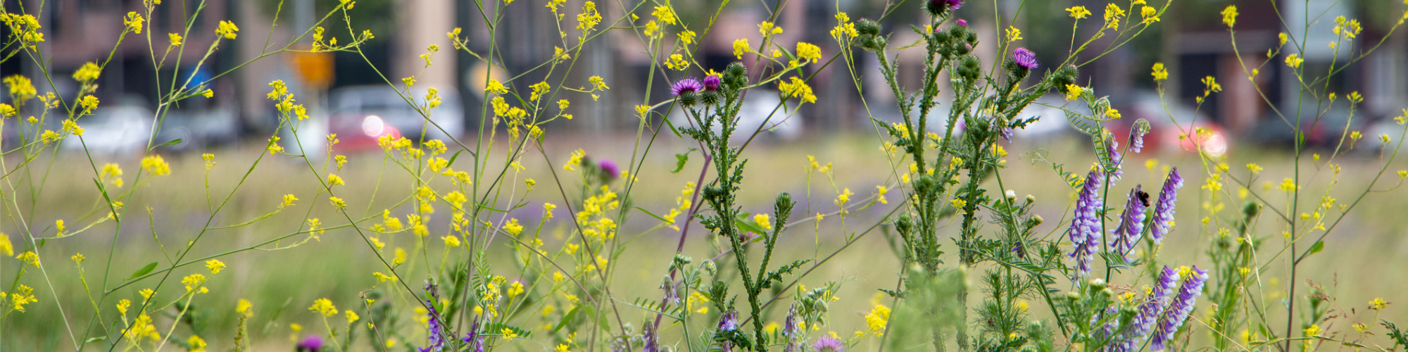 Biodiversity Net Gain - Environment Act 2021 Planning Obligation in England