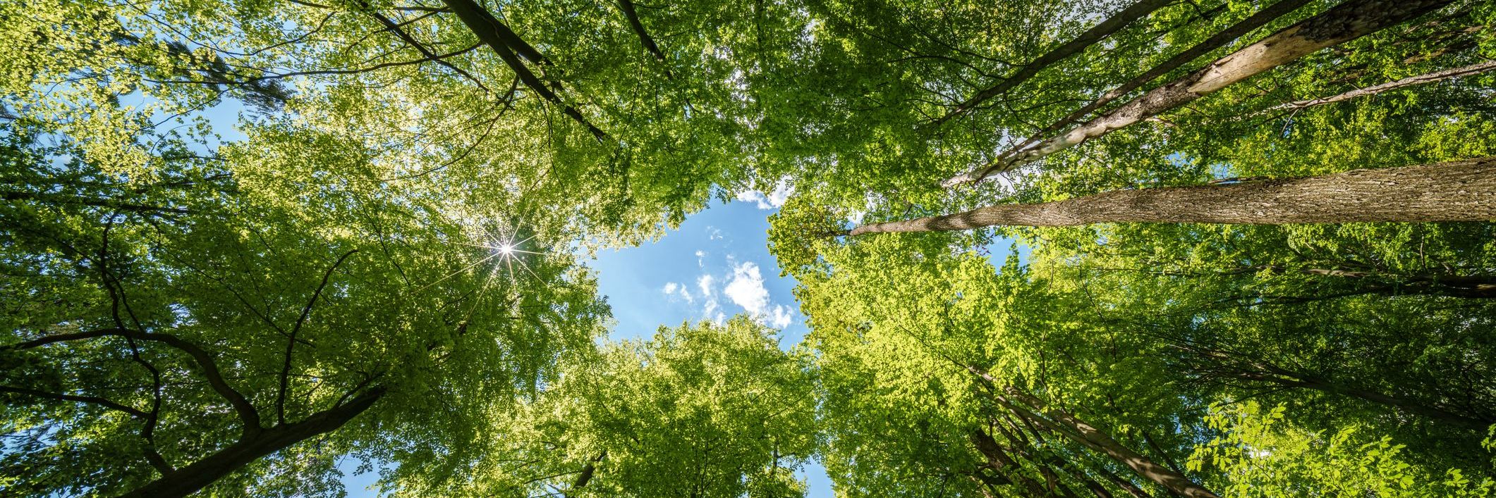 Trees & Building Subsidence - A Practical Guide - Live At Your Desk